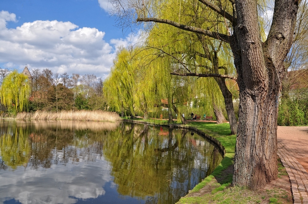 Frühling am Dorfteich......