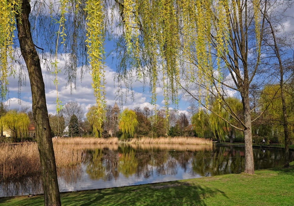 Frühling am Dorfteich....