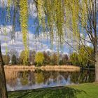 Frühling am Dorfteich....