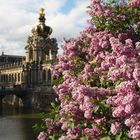 Frühling am Dresdner Zwinger