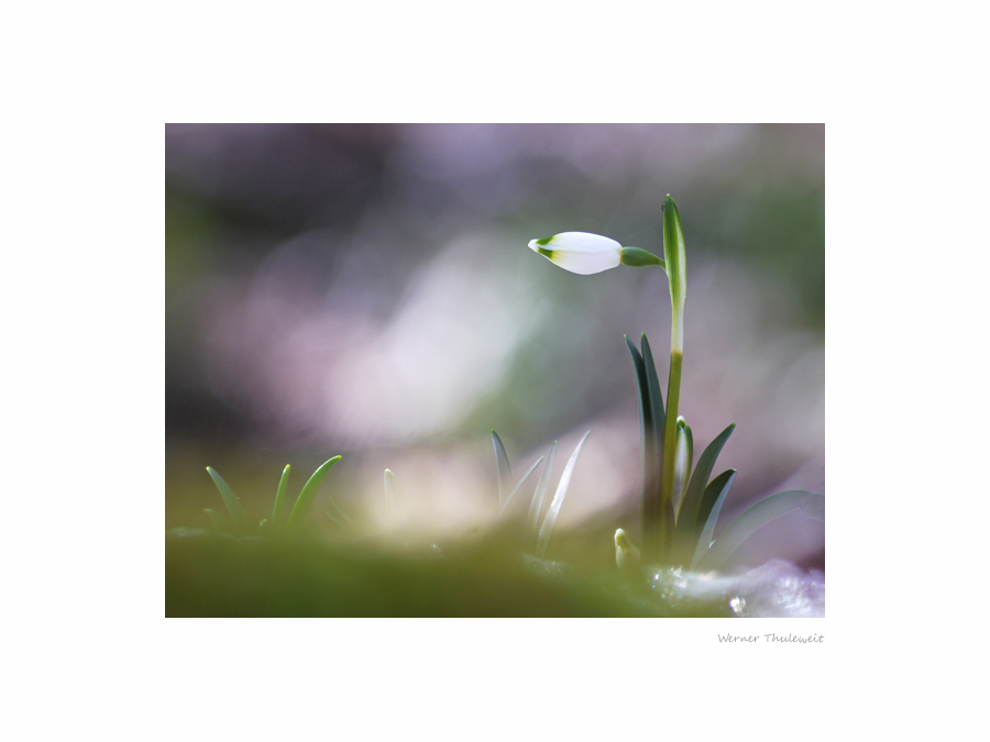 Frühling am Eisenberg