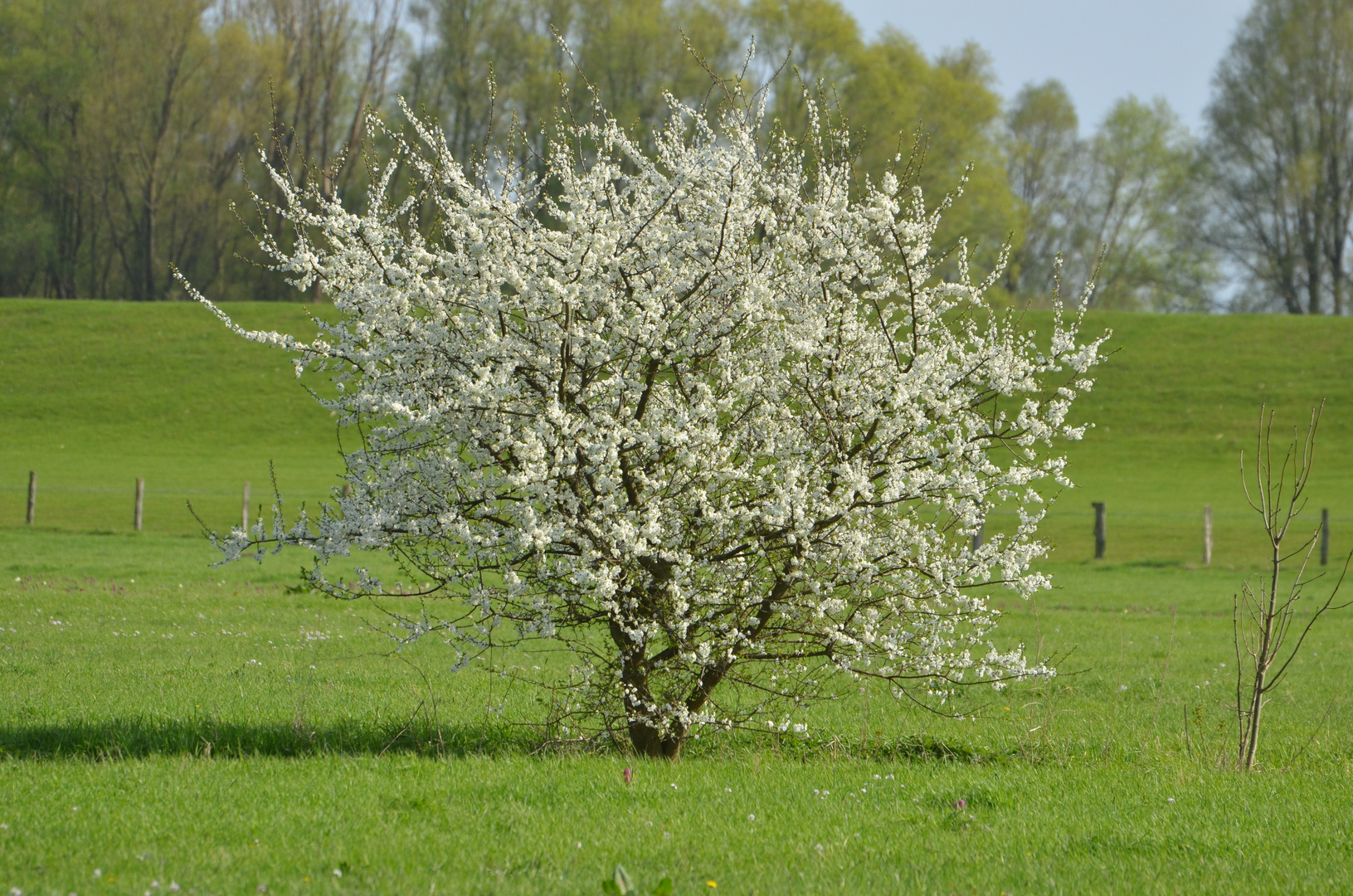 Frühling am Elbdeich bei Fährmannsand - Deutschland