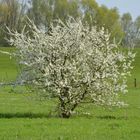 Frühling am Elbdeich bei Fährmannsand - Deutschland