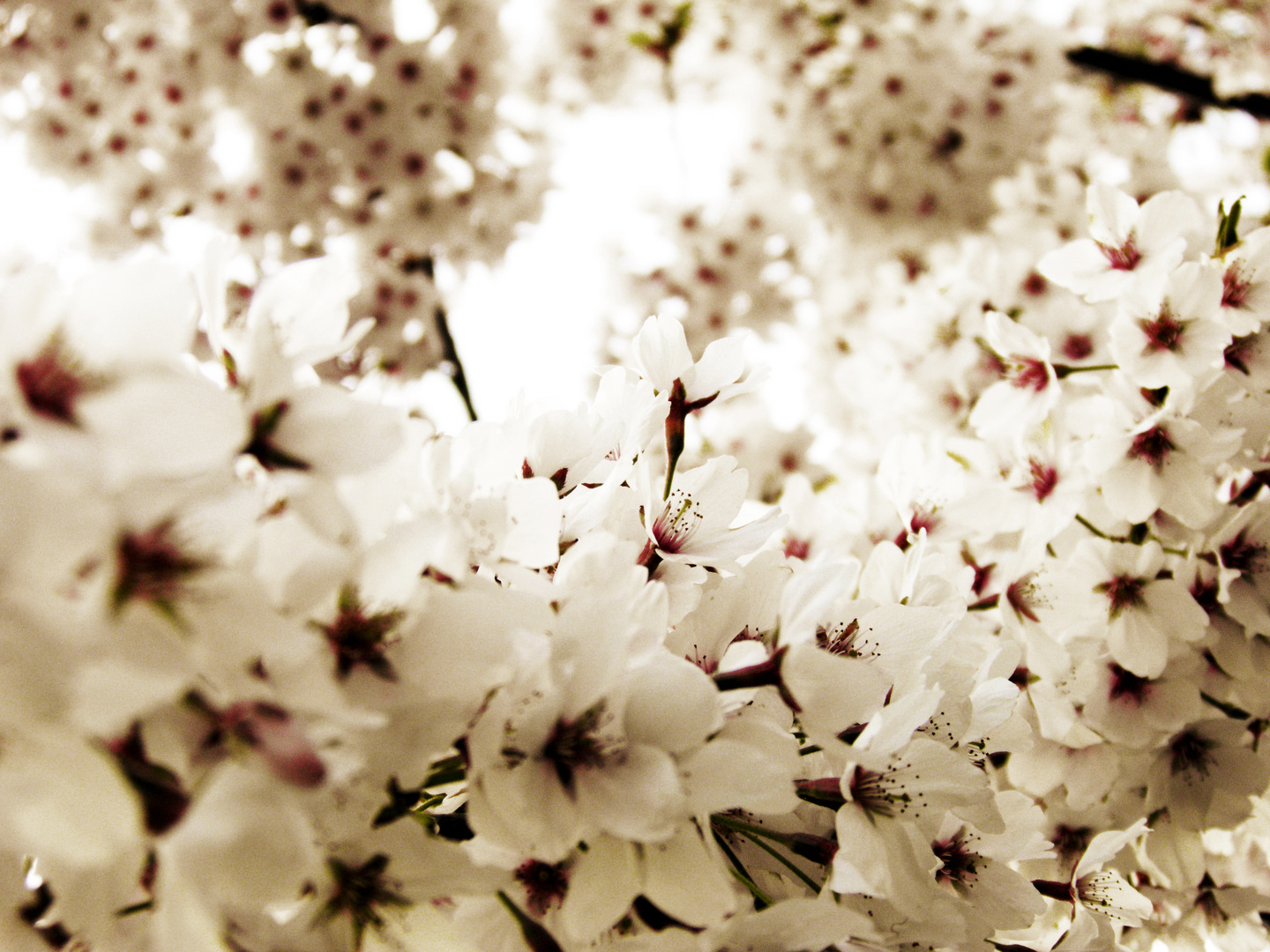 Frühling am Elbufer - Kirschblüten