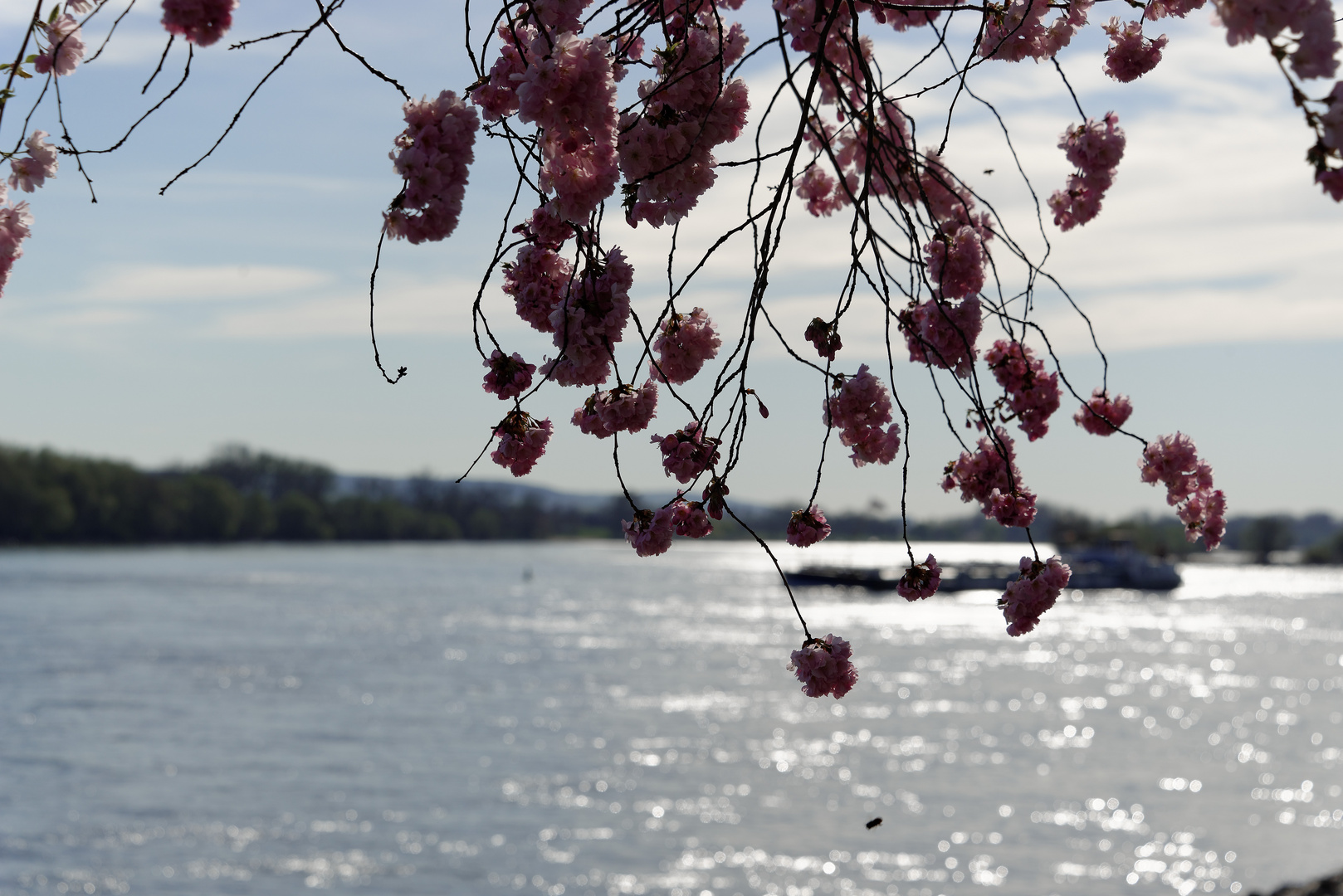 Frühling am Eltviller Rheinufer