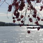 Frühling am Eltviller Rheinufer