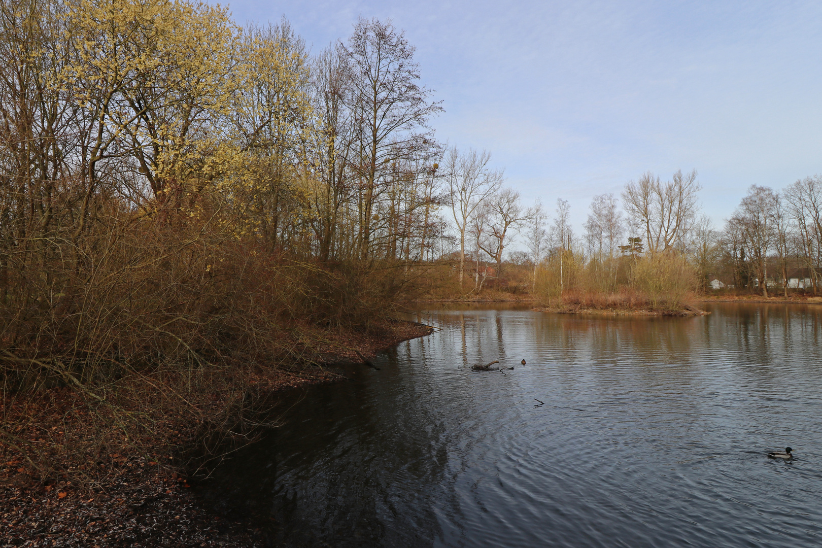 Frühling am Ententeich