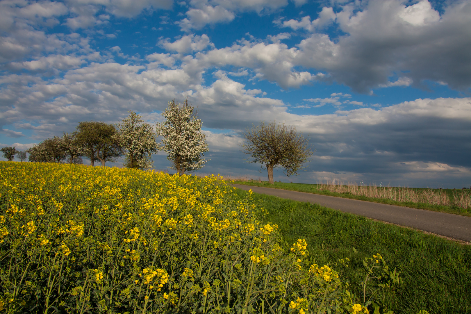 Frühling am Feldweg