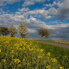 Frühling am Feldweg