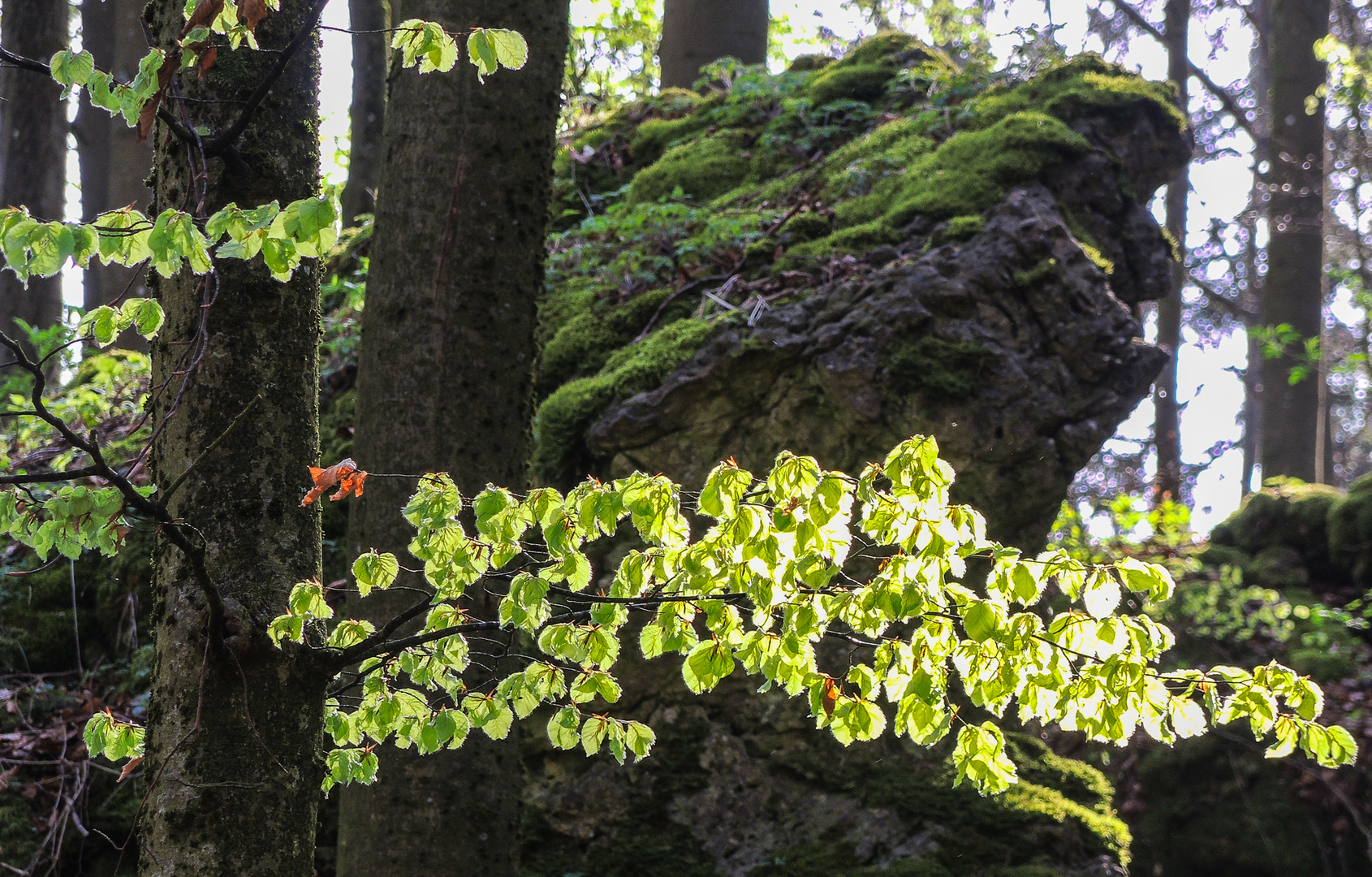 Frühling am Felsen