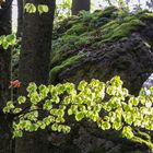 Frühling am Felsen