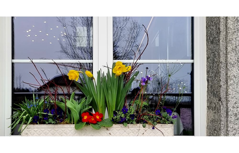 Frühling am Fenster