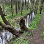 Frühling am Flehbach