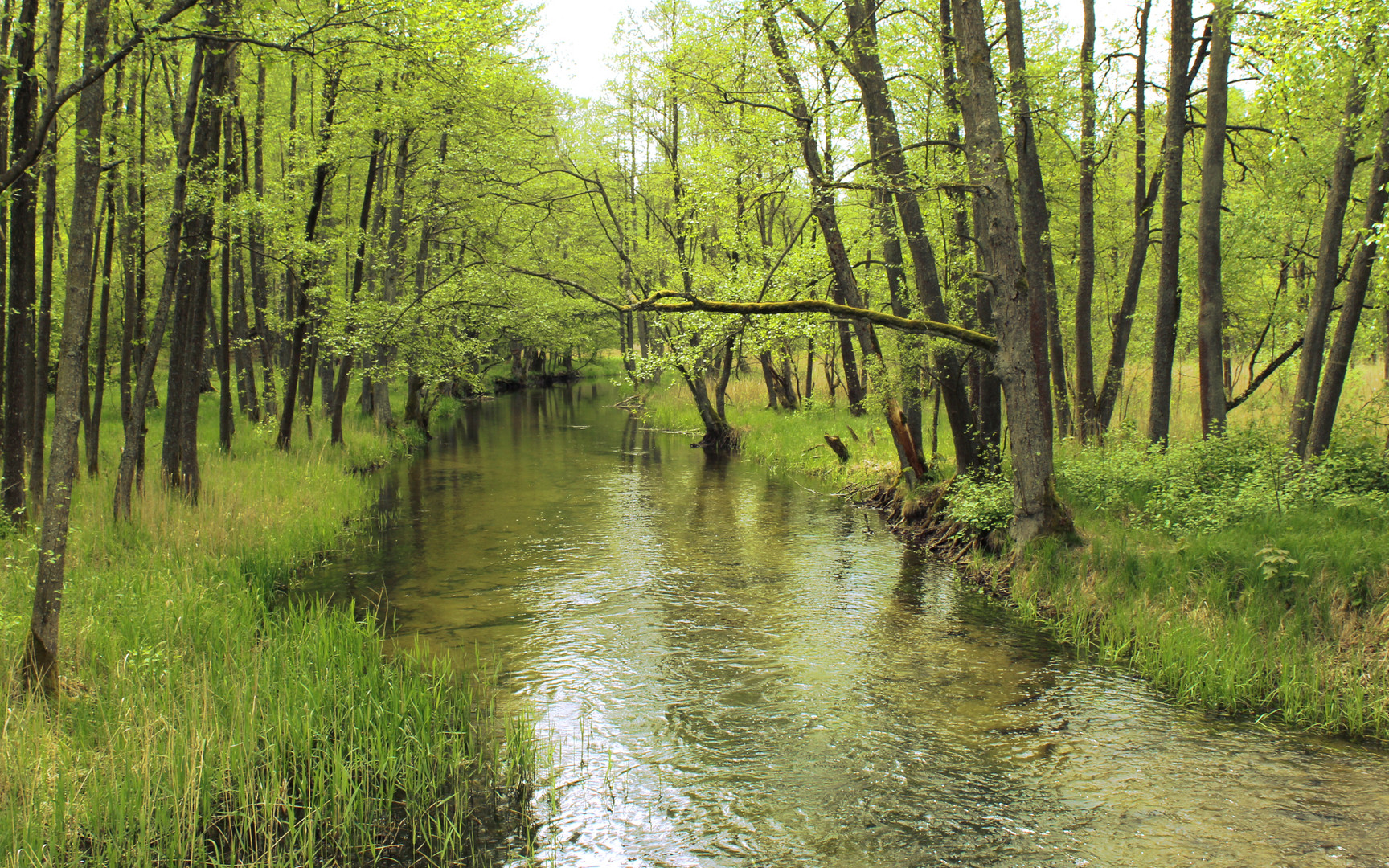 Frühling am Fluss