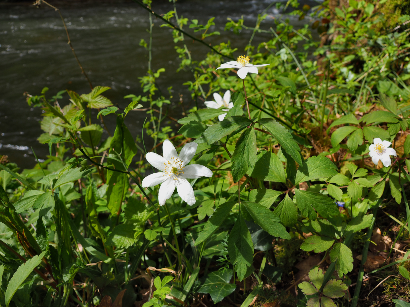 Frühling am Fluss