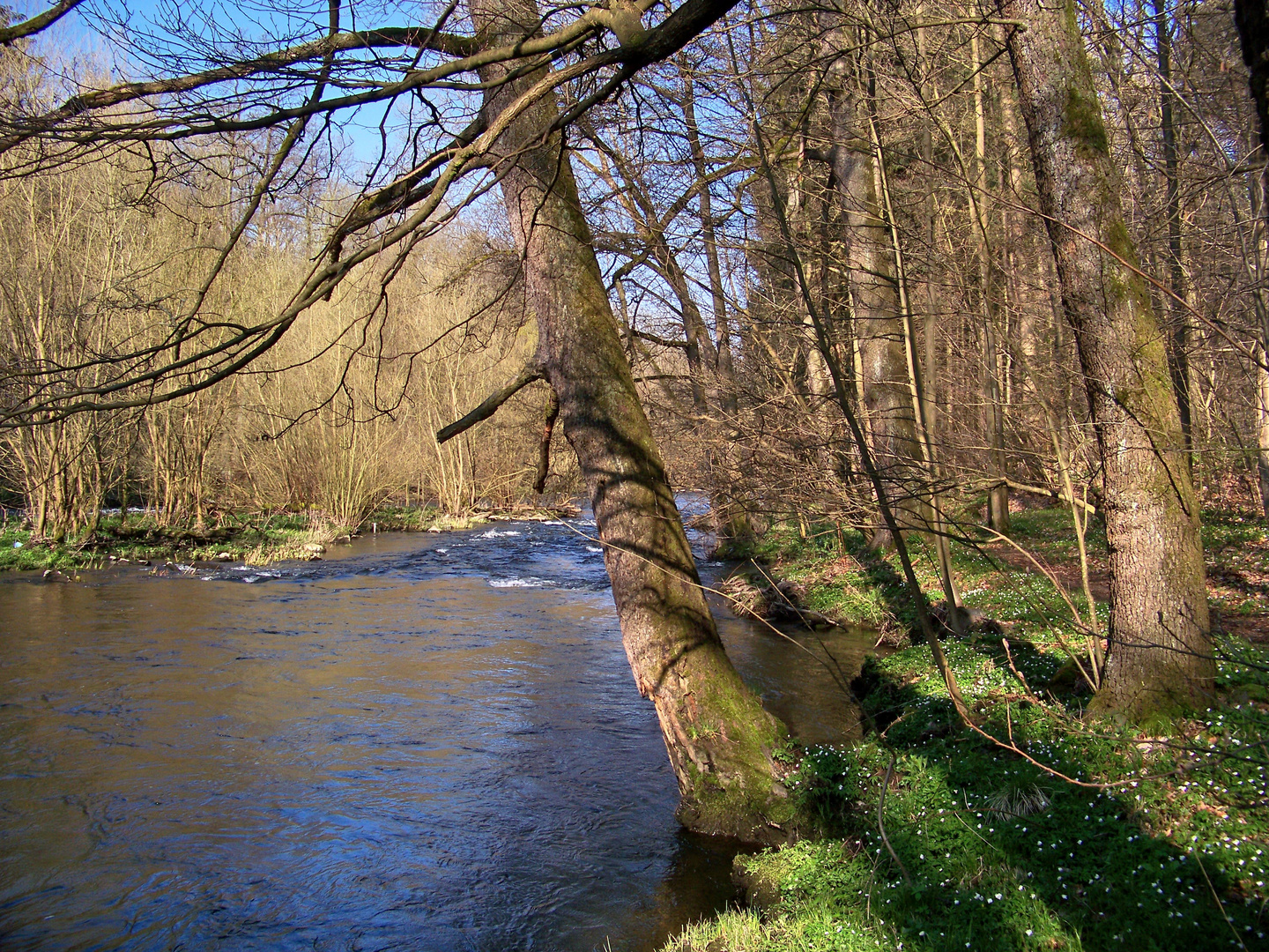 Frühling am Fluss