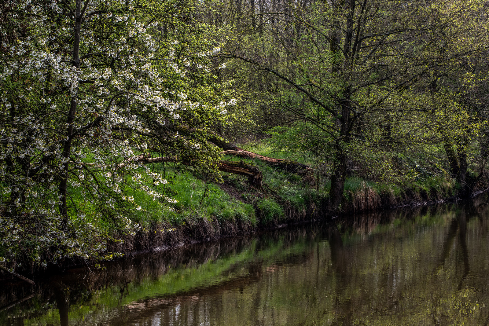 Frühling am Fluß