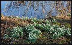 Frühling am Fluss