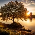 Frühling am Fluss