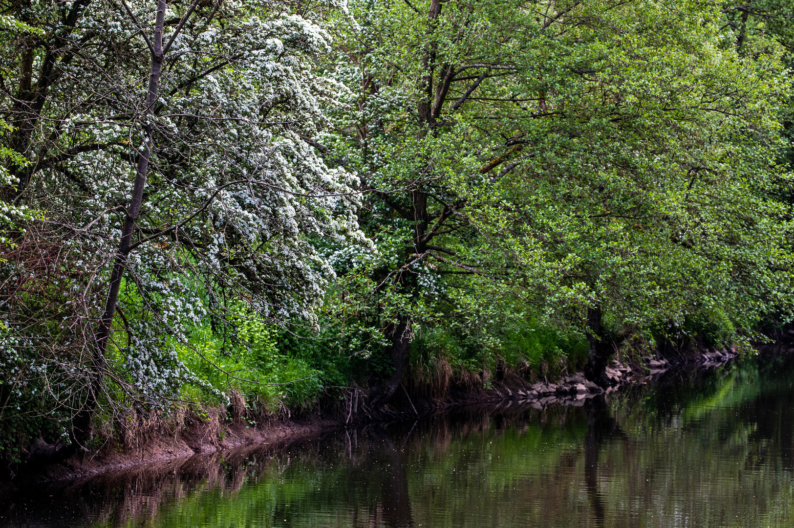 Frühling am Fluß