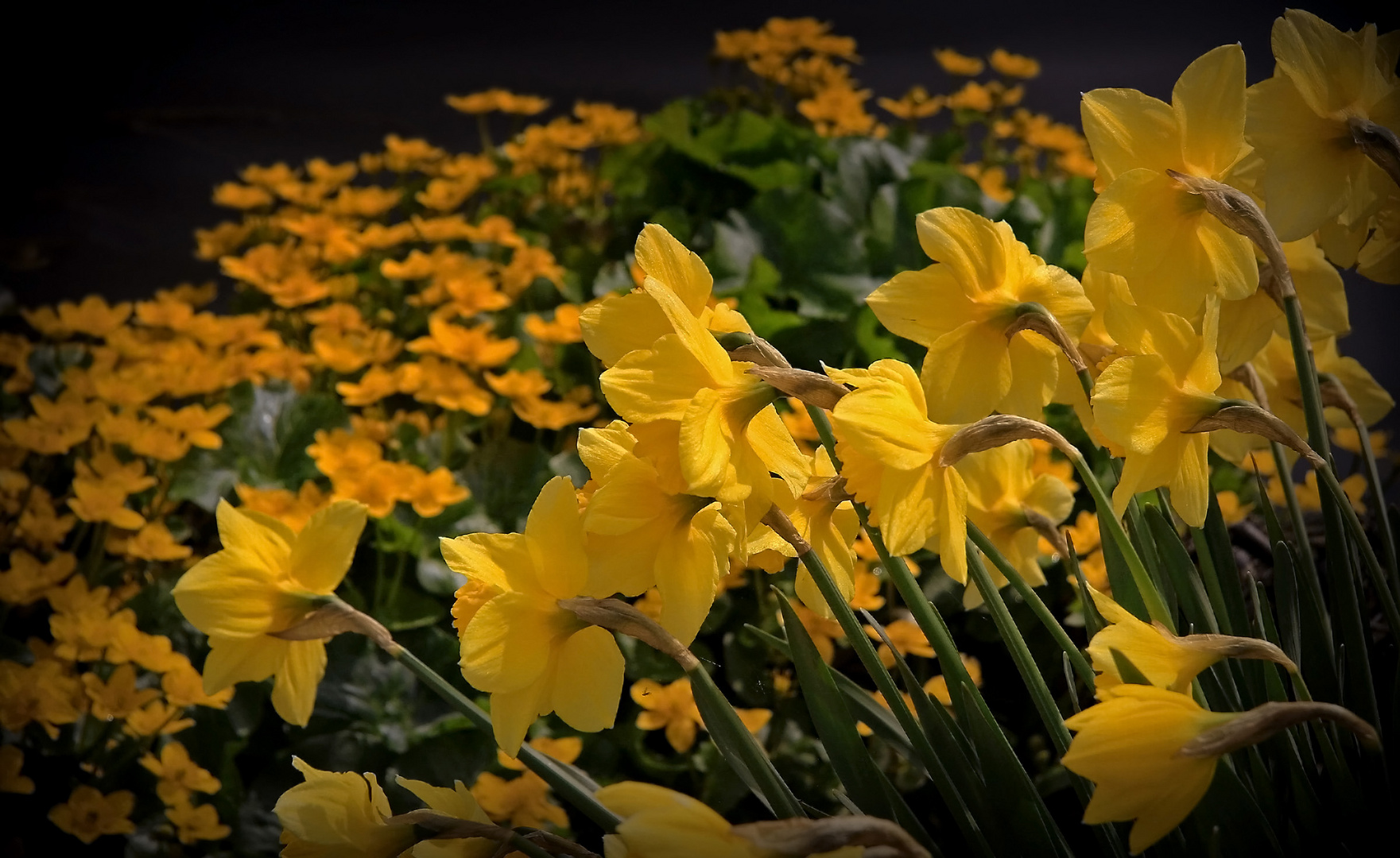 Frühling am Flußufer