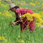 Frühling  am Fuße des Hohen Atlas