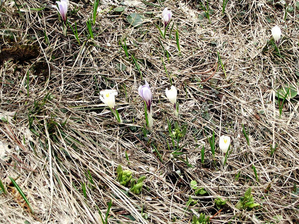 Frühling am Gaisalpsee