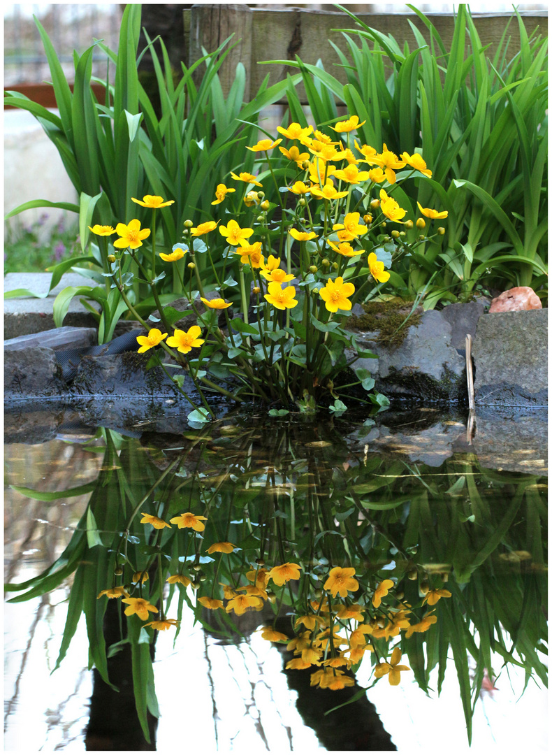 Frühling am Gartenteich