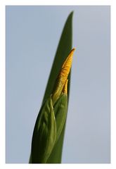 Frühling am Gartenteich