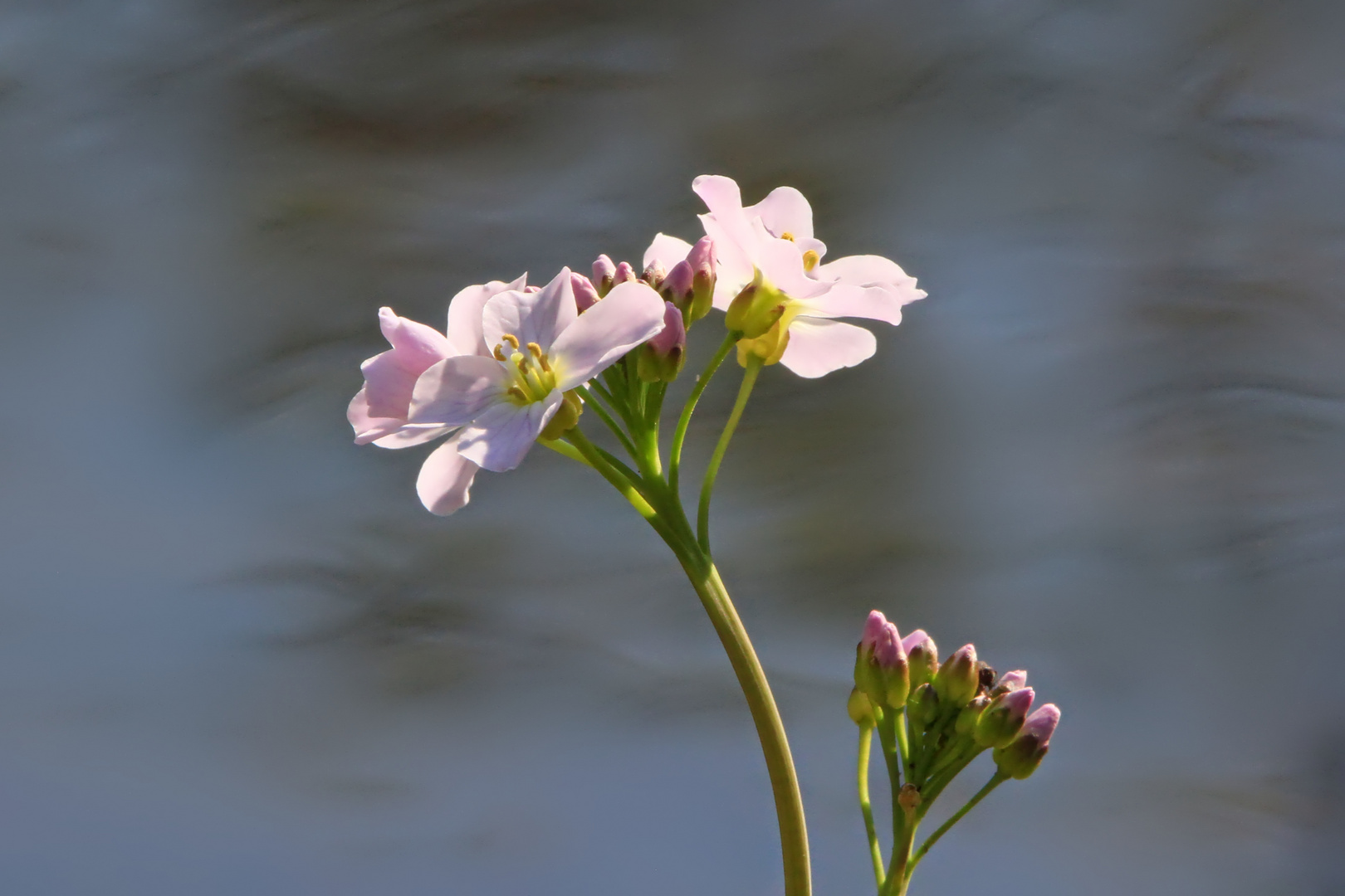 Frühling am Gartenteich-Rand