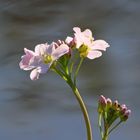 Frühling am Gartenteich-Rand