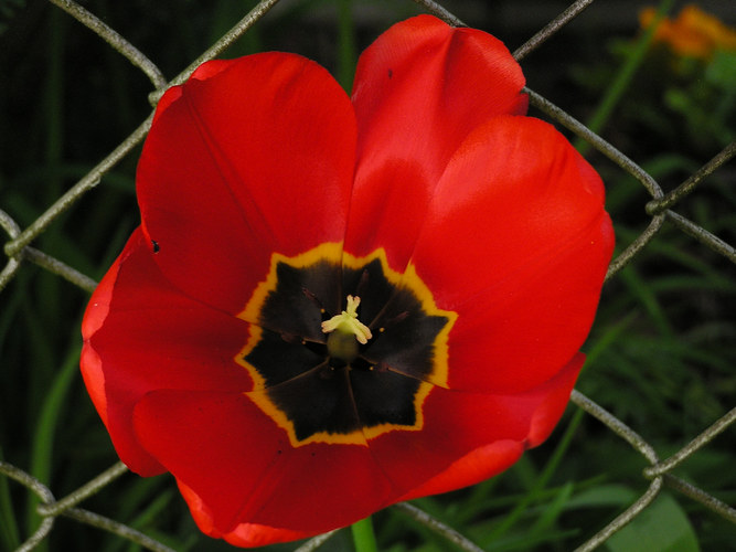 Frühling am Gartenzaun