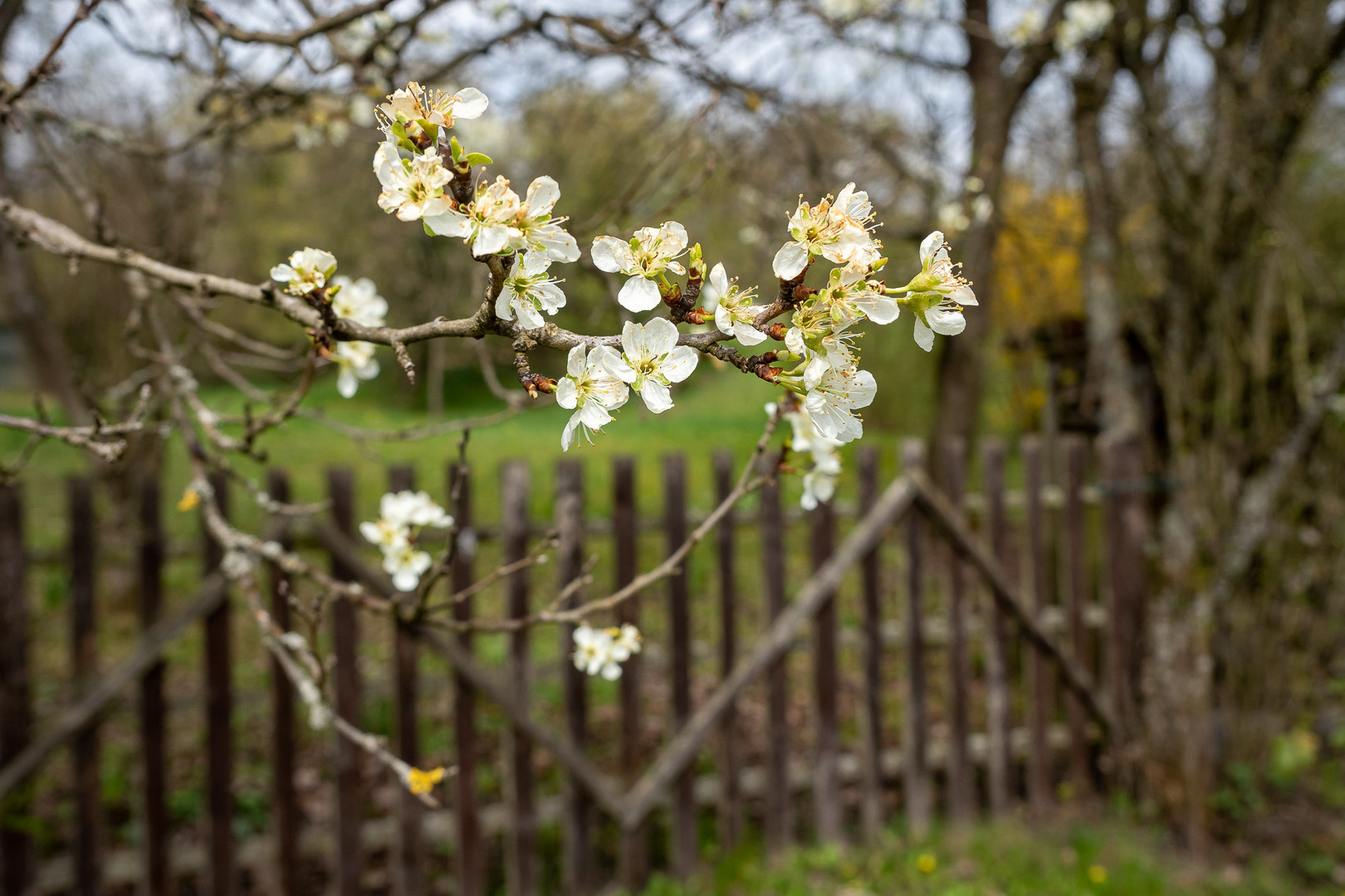 Frühling am Gartenzaun