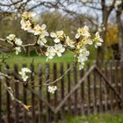 Frühling am Gartenzaun