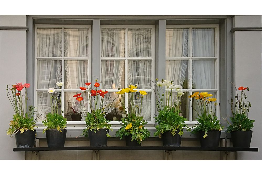 Frühling am Gasthof zum Trauben