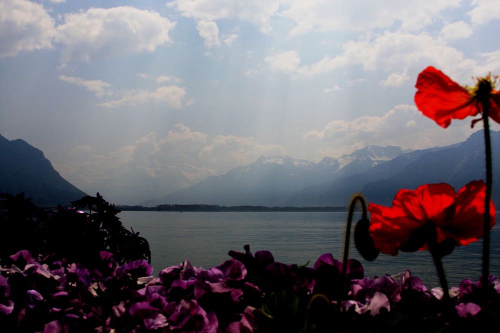 Frühling am Genfer See