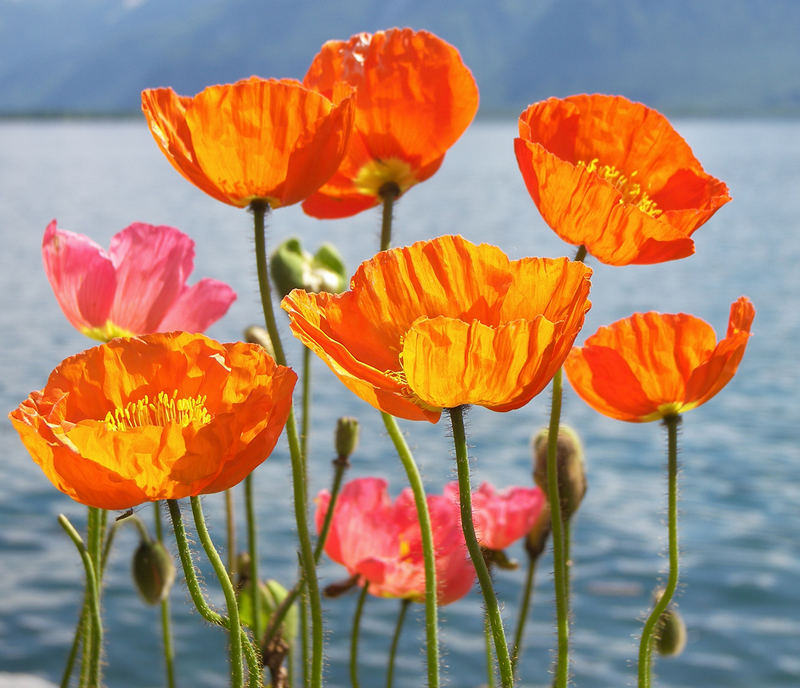 Frühling am Genfer See