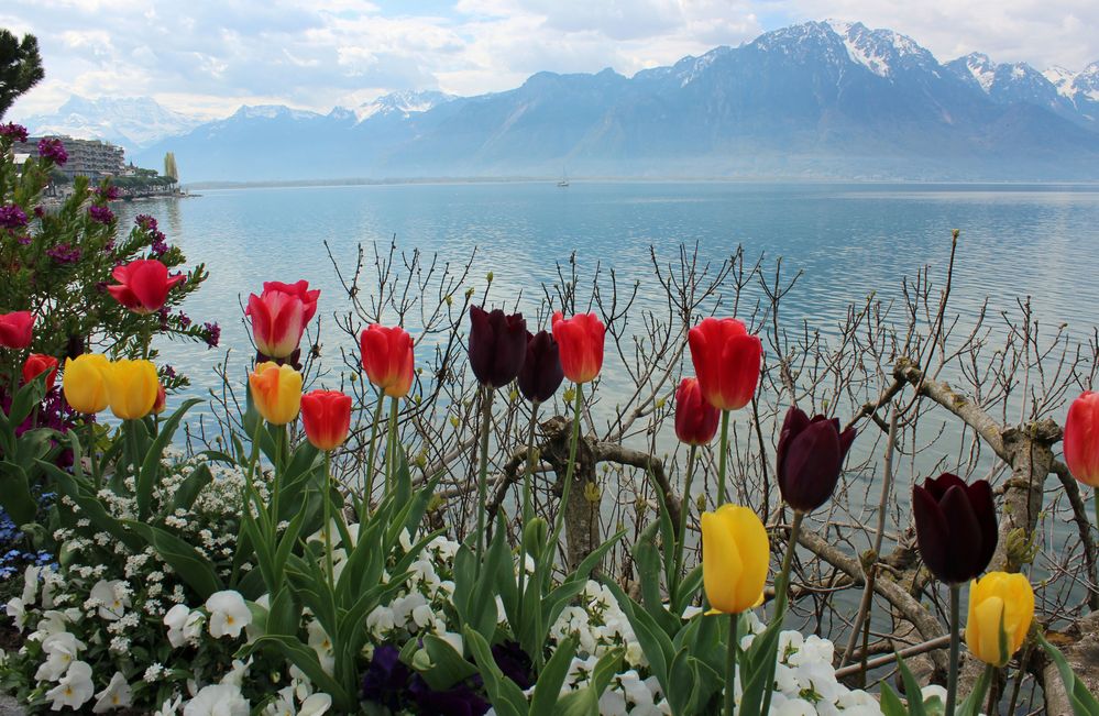 Frühling am Genfersee