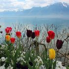 Frühling am Genfersee