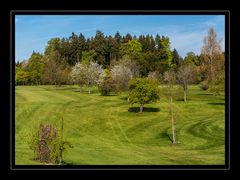 Frühling am Golfplatz