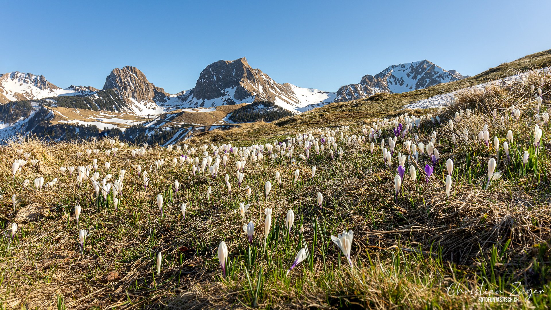 Frühling am Gurnigel