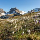 Frühling am Gurnigel