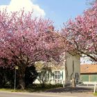 Frühling am Gut Eichholz