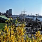 Frühling am Hafen mit Elphi 