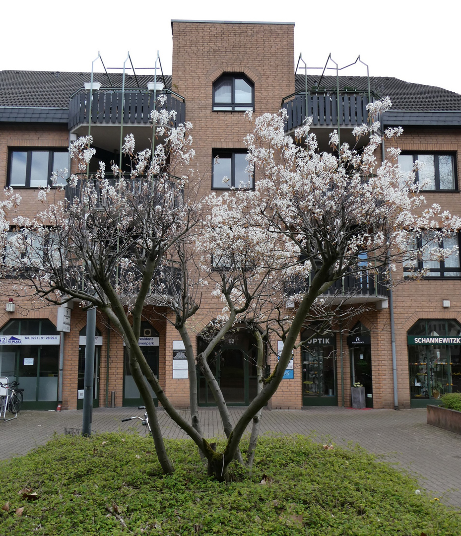 Frühling am Haus