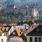 Frühling am Heidelberger Schloss 1
