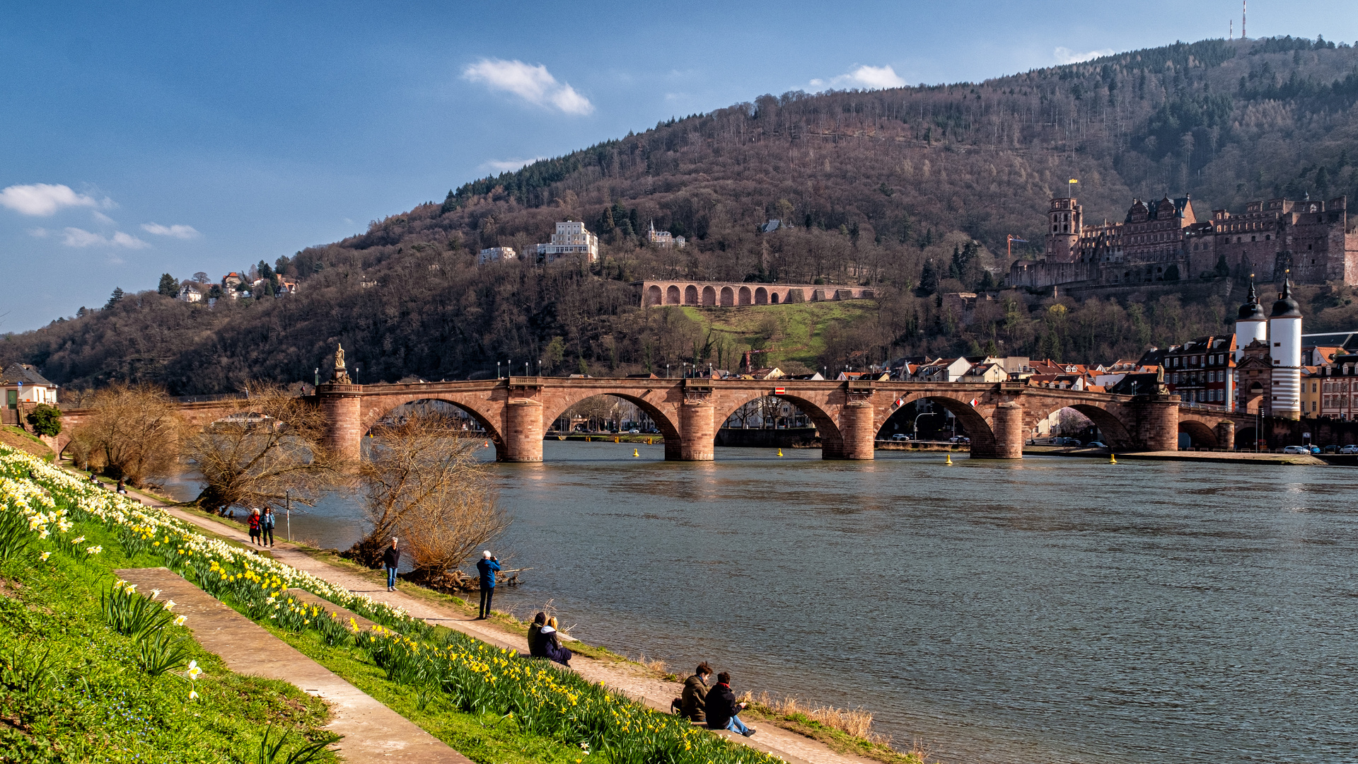 Frühling am Heidelberger Schloss 2