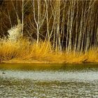 Frühling am Heidesee