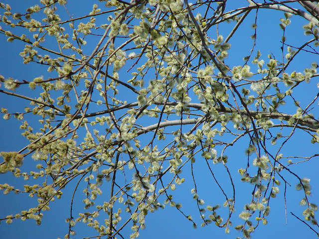 Frühling am Himmel