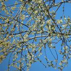 Frühling am Himmel